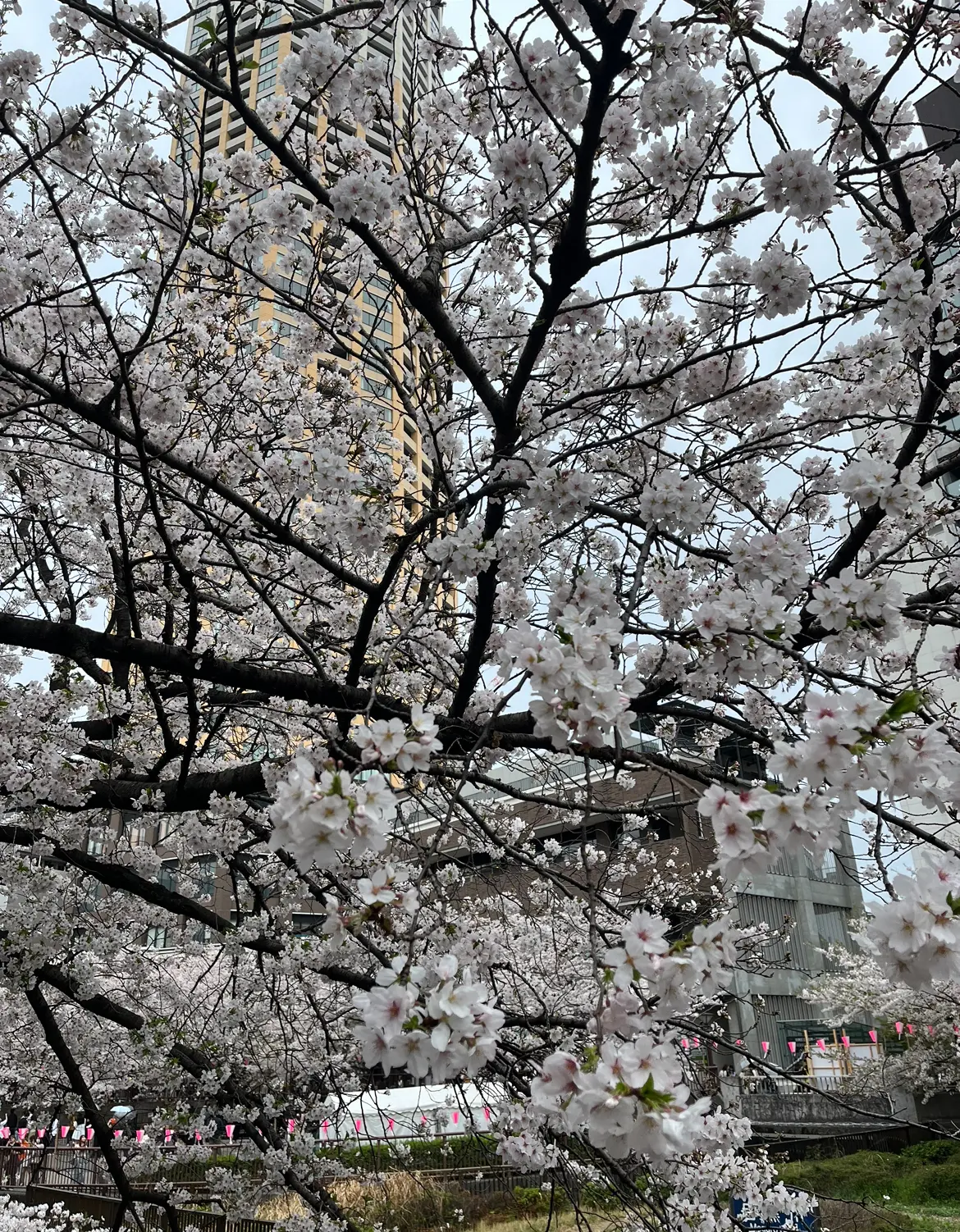 目黒川の桜