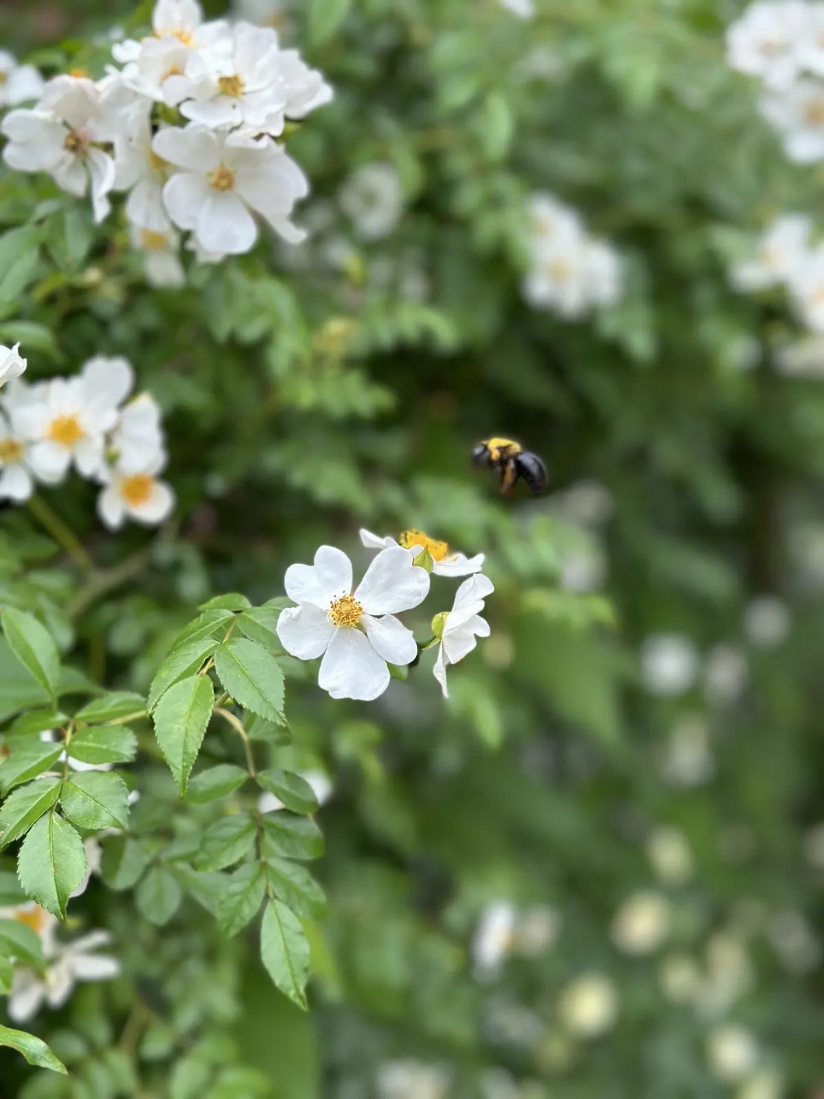 春から初夏へ・・・の画像_11