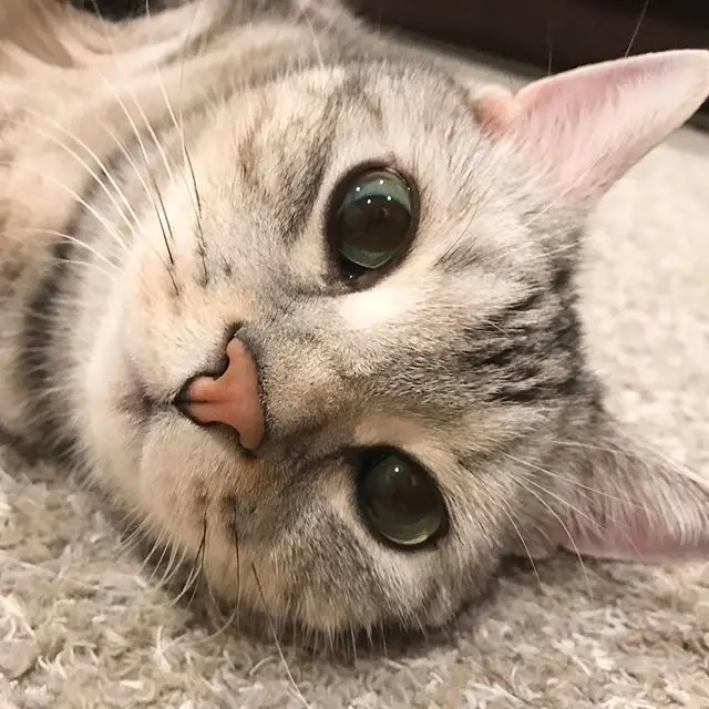 床暖房に寝転ぶアラン　その２