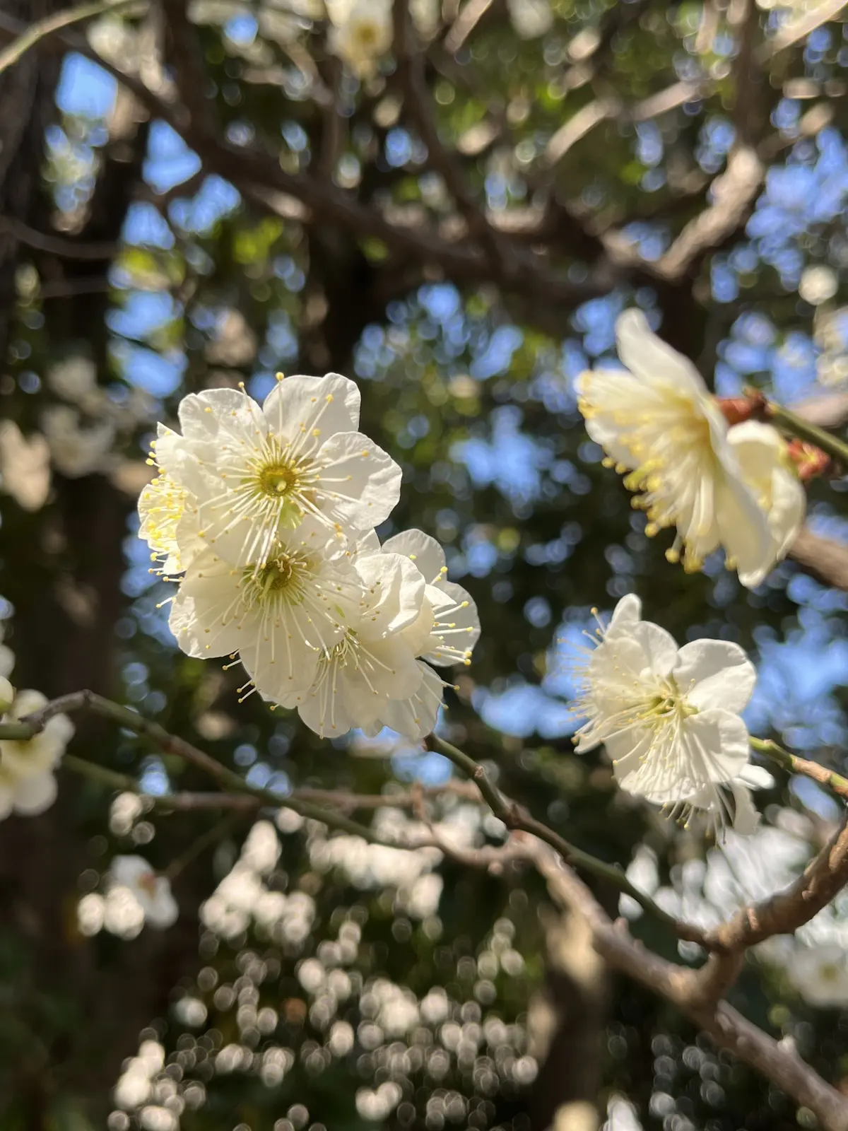 ランチとお参りの画像_21