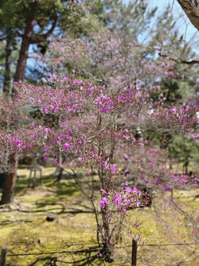 世界遺産・仁和寺への画像_4