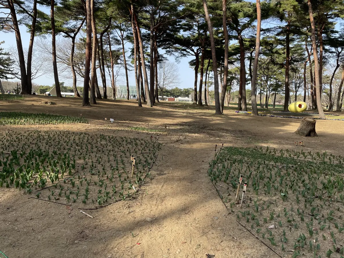 春うらら♡国営ひたち海浜公園にての画像_5