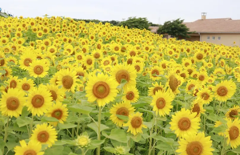 長井海の手公園 ソレイユの丘 のひまわりの画像_2