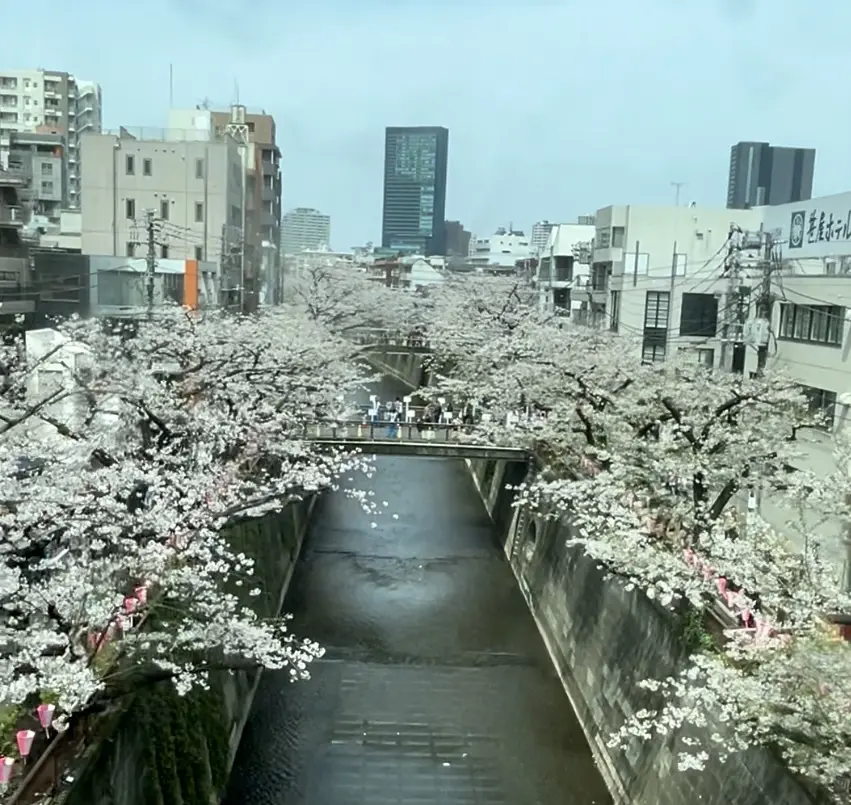 目黒川の桜