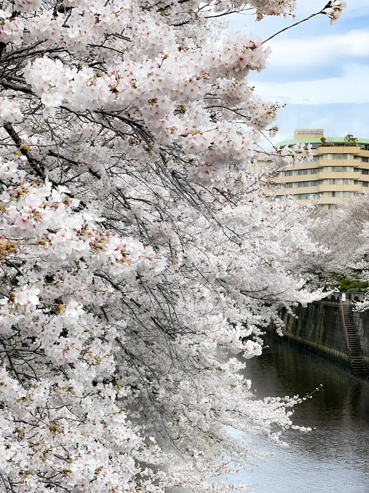 【さかぽんギャラリー】中目黒☆目黒川の桜の画像_2