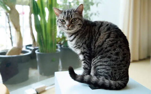 キッキ　アメリカン ショートヘア 4歳・♀