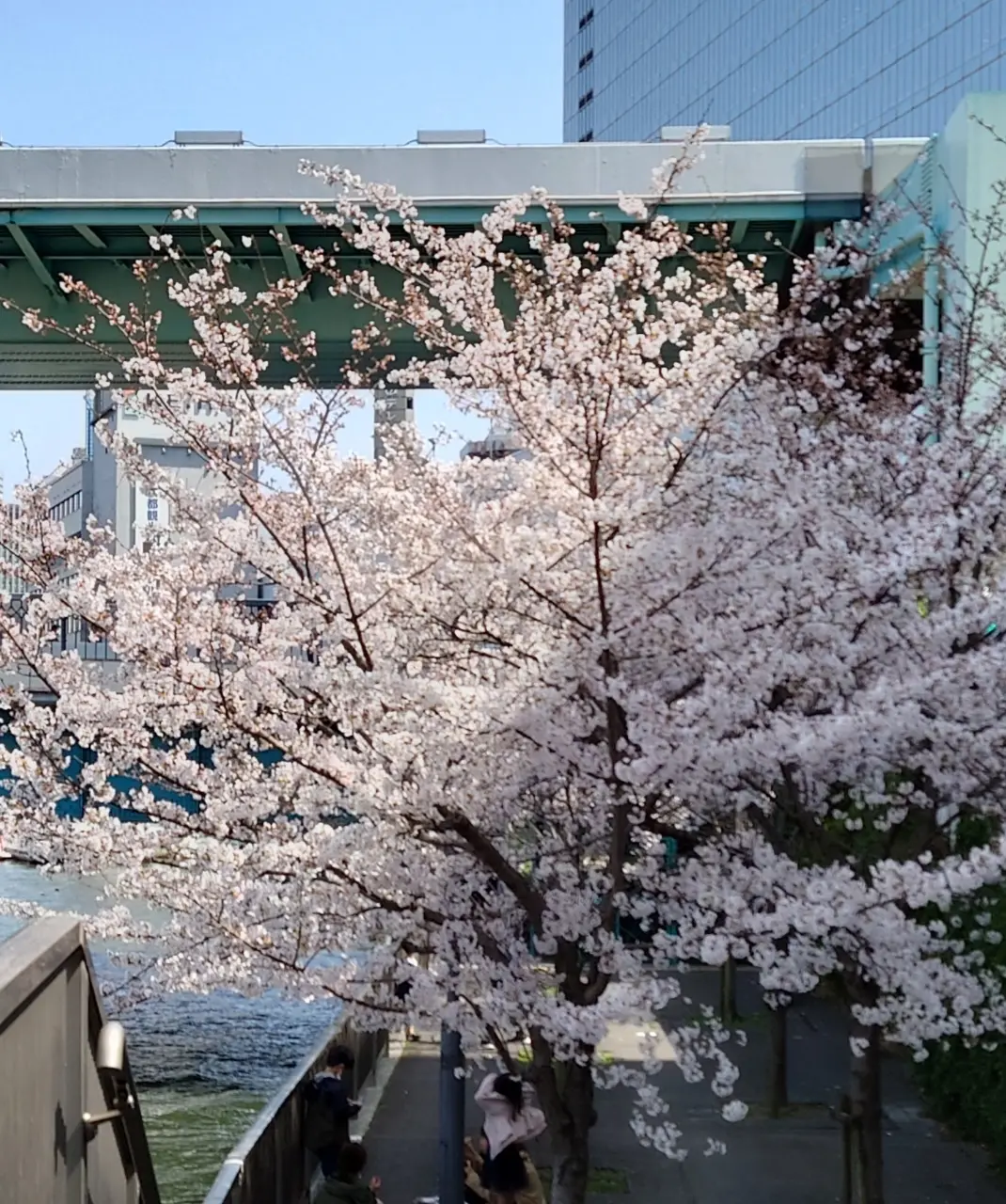 天満橋の桜