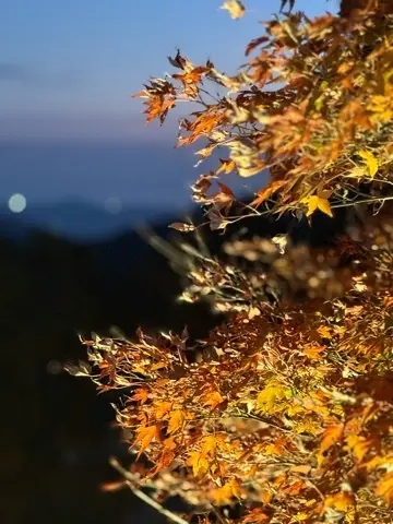 想像以上の絶景に出会えた神奈川の紅葉の見の画像_3