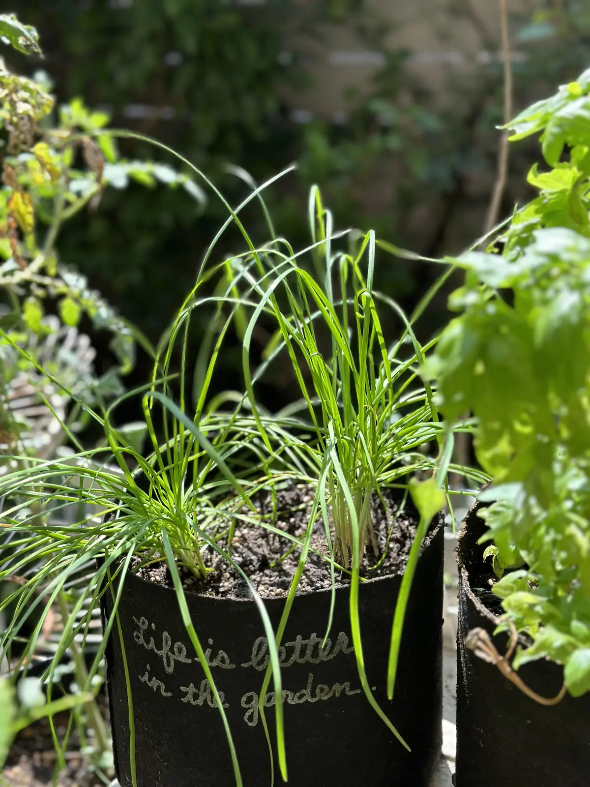 ハーブのある暮らし・・NO HERB Nの画像_4