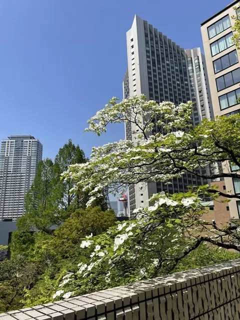 アークヒルズのハナミズキ