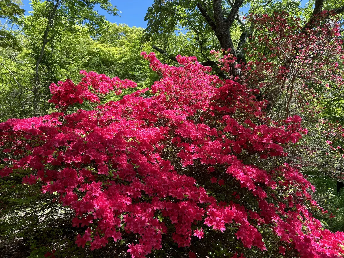 新緑の箱根でマイナスイオンチャージの画像_4