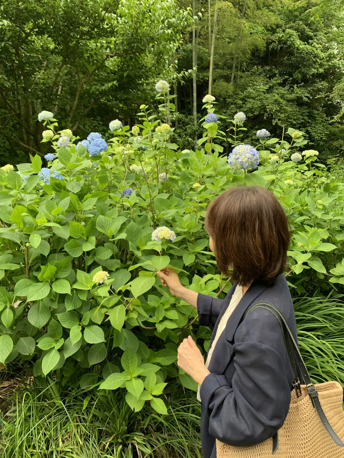 紫陽花を見る女性