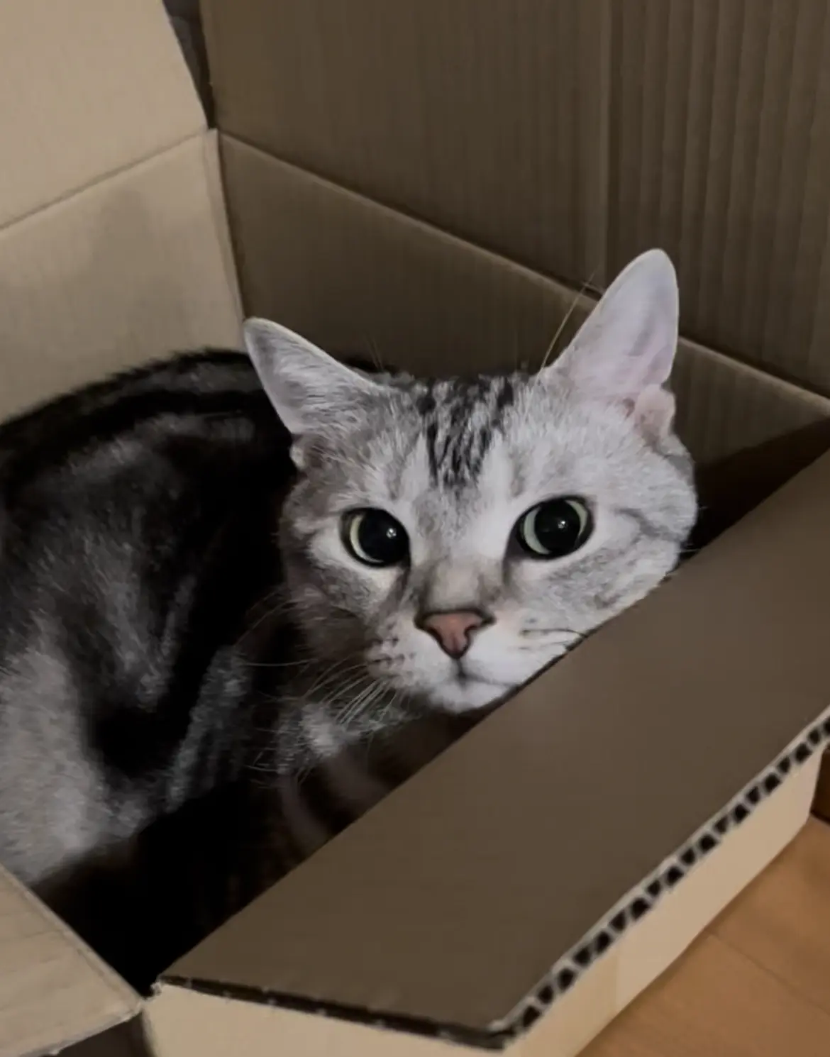 箱に入るアラン