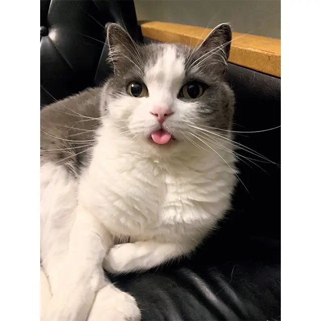 生 後3カ月あたりから、気がついたら舌が 出がちなしらす。