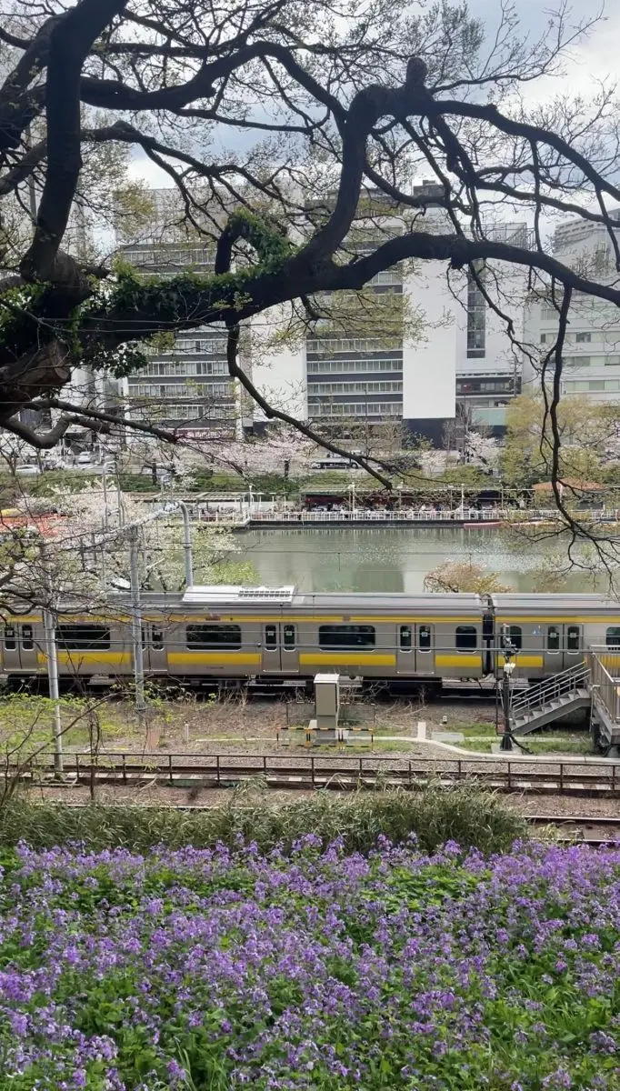外濠公園の桜と総武線