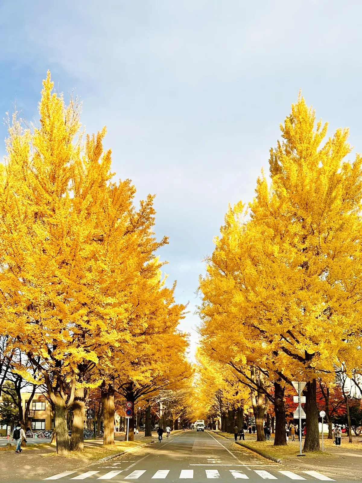 【北海道】雄大な自然、食べ物、温泉と魅力の画像_23