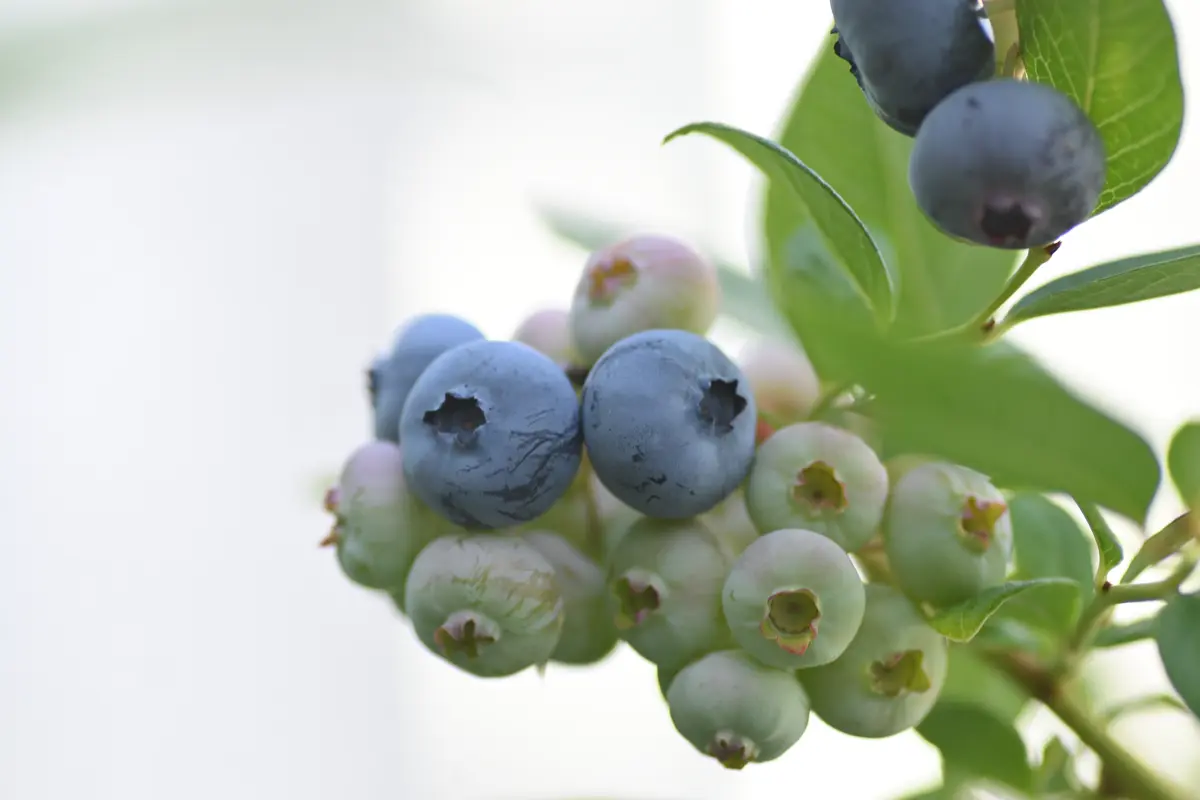 ブルーベリー