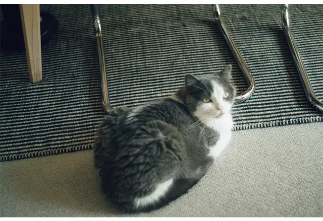 背中 のグレーの毛に白い毛が交じっているこ とから「しらす」と命名されたのだそう。 季節によって白い毛の量が変わる