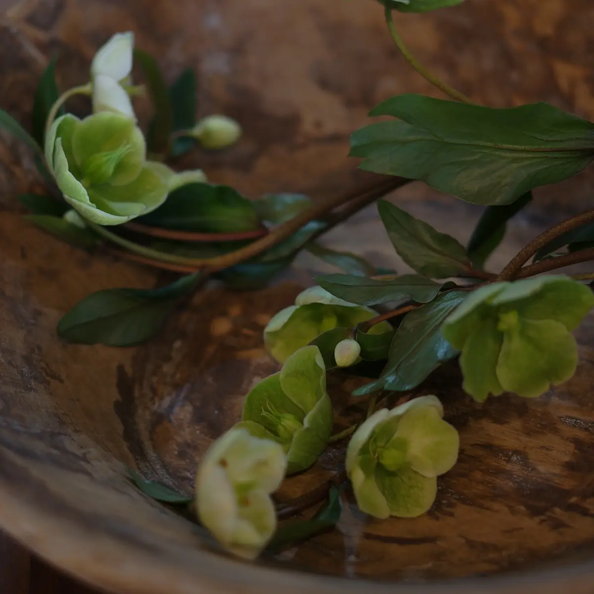 春待ちの花々の画像_2