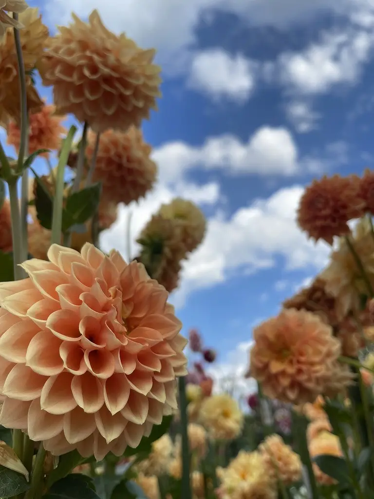 気候も良くなって初レンタカーでドライヴの画像_3