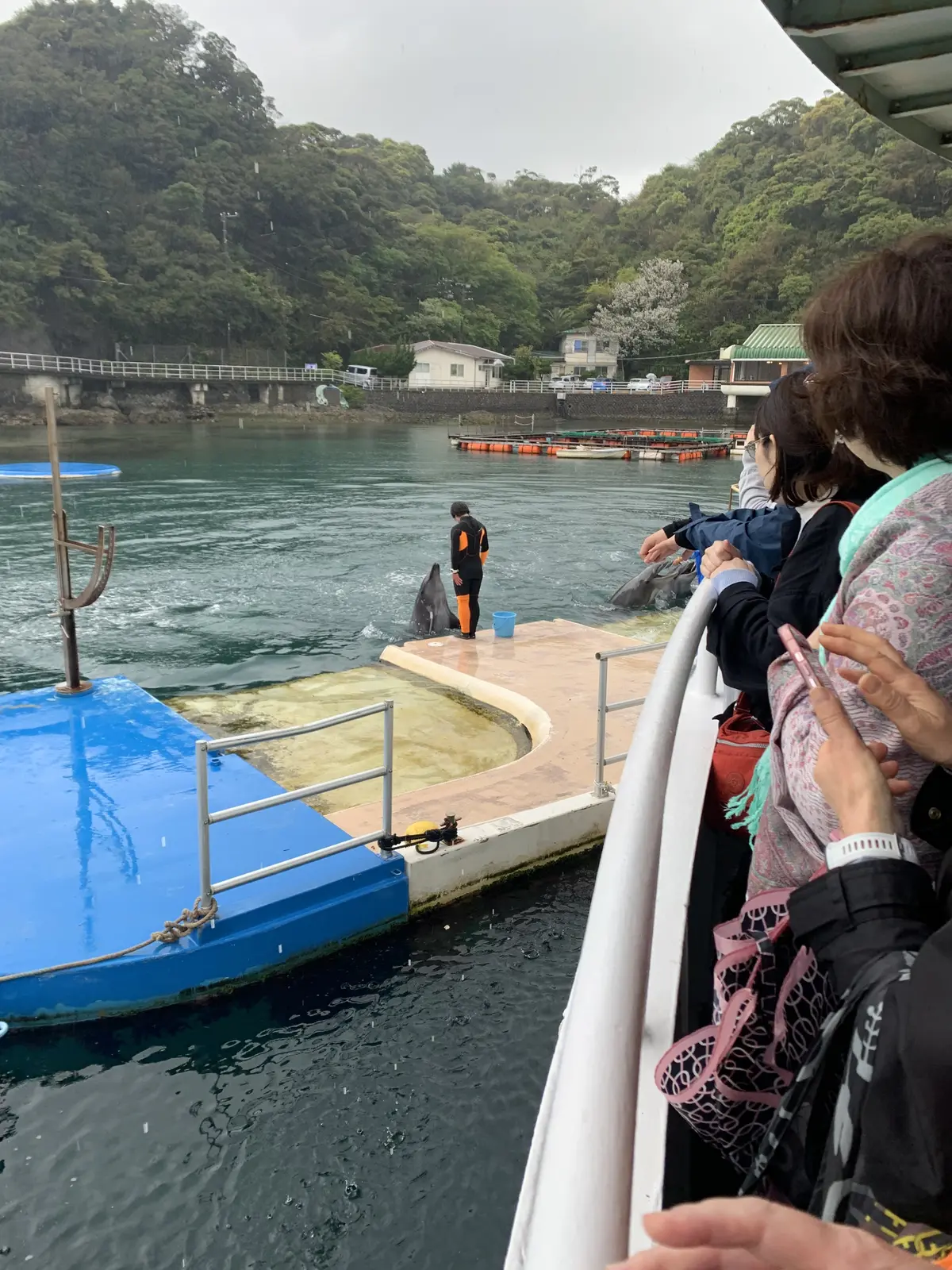 イルカショー開催前のイルカとトレーナー