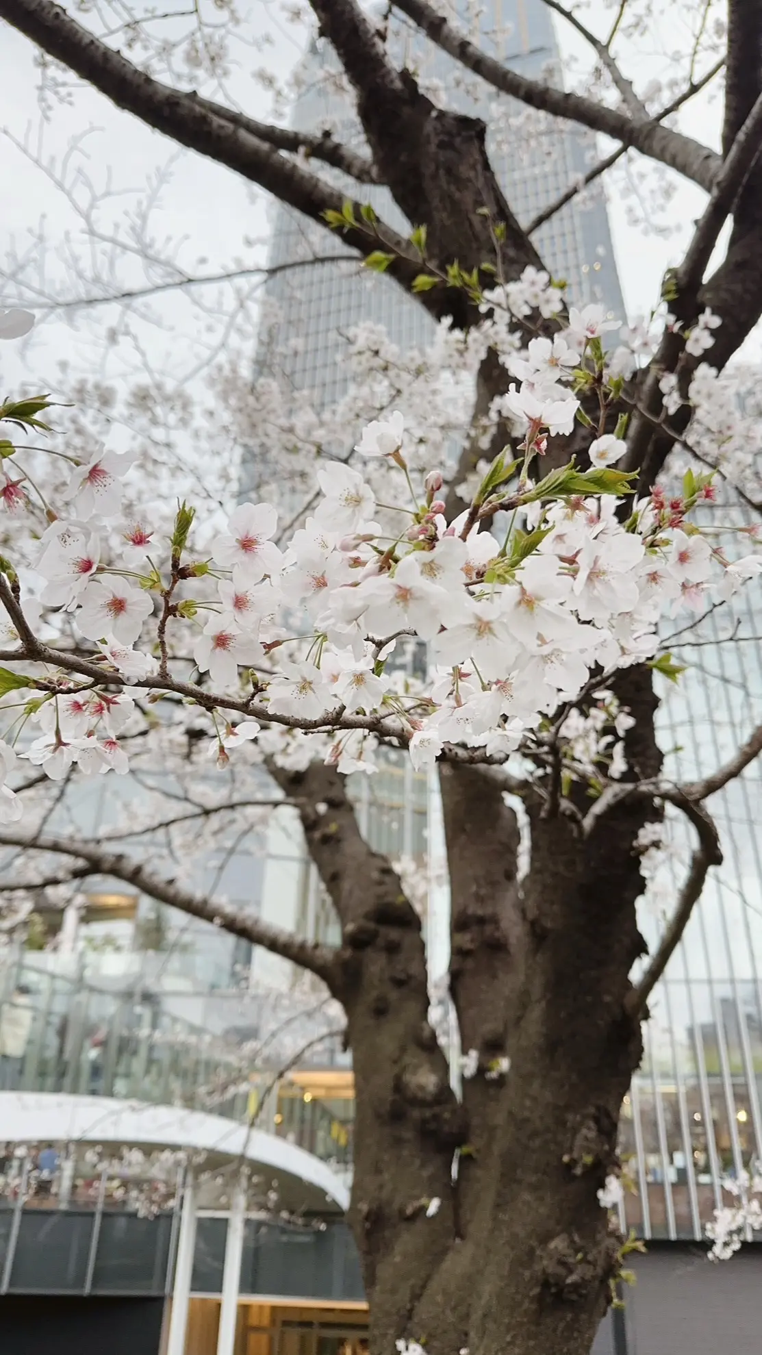 六本木ミッドタウンの桜