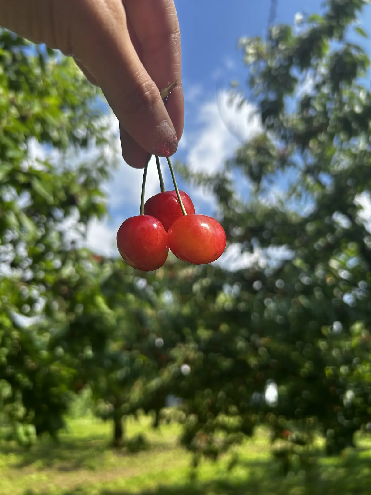 「果樹園の宝石」と呼ばれるさくらんぼ🍒のの画像_2