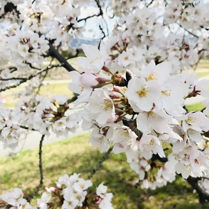 京都『桜』便りの画像_2