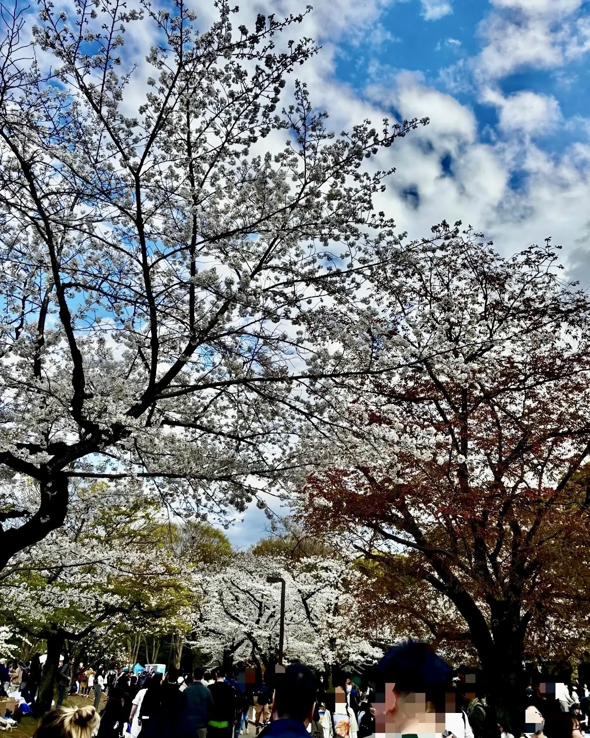 代々木公園の桜①