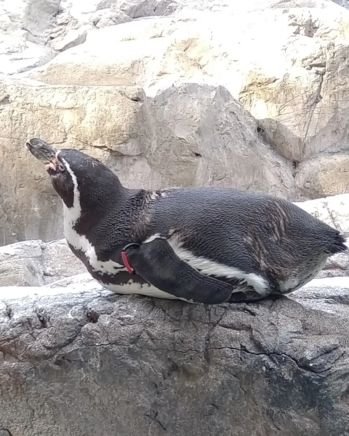 フンボルトペンギン