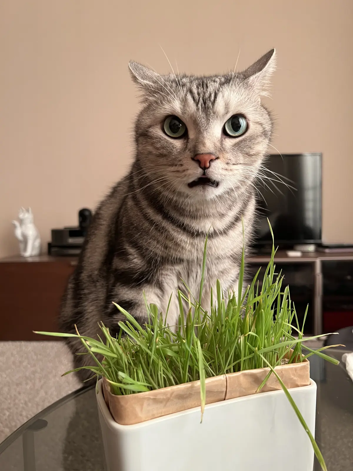 猫草を前に変顔するアラン