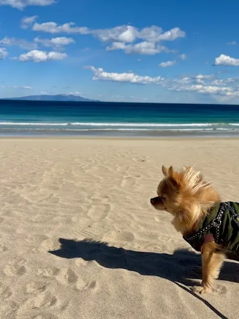 伊豆へ河津桜を見に行ってきました♪の画像_6