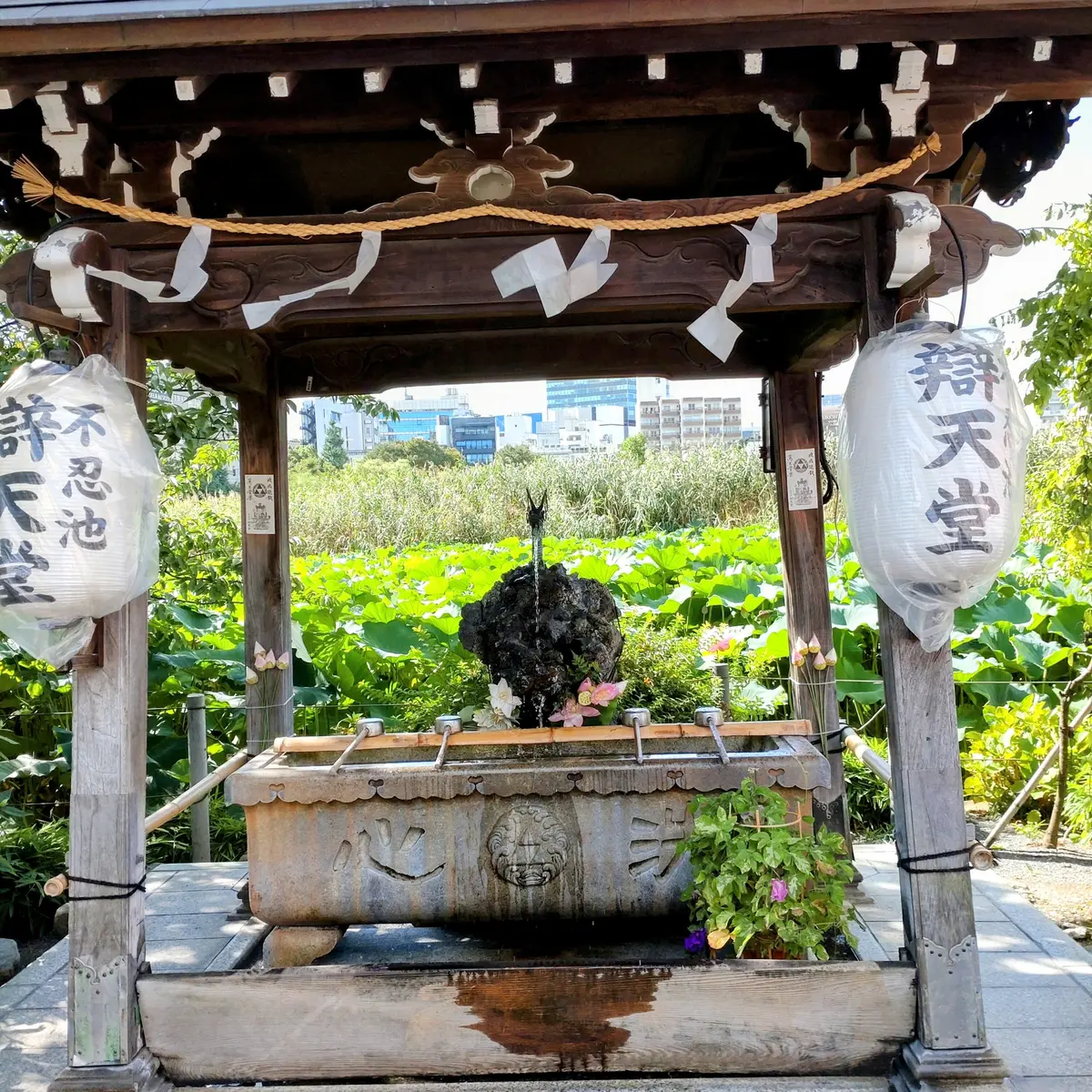 上野不忍池　蓮の花　弁天堂　辯天堂　上野恩賜公園