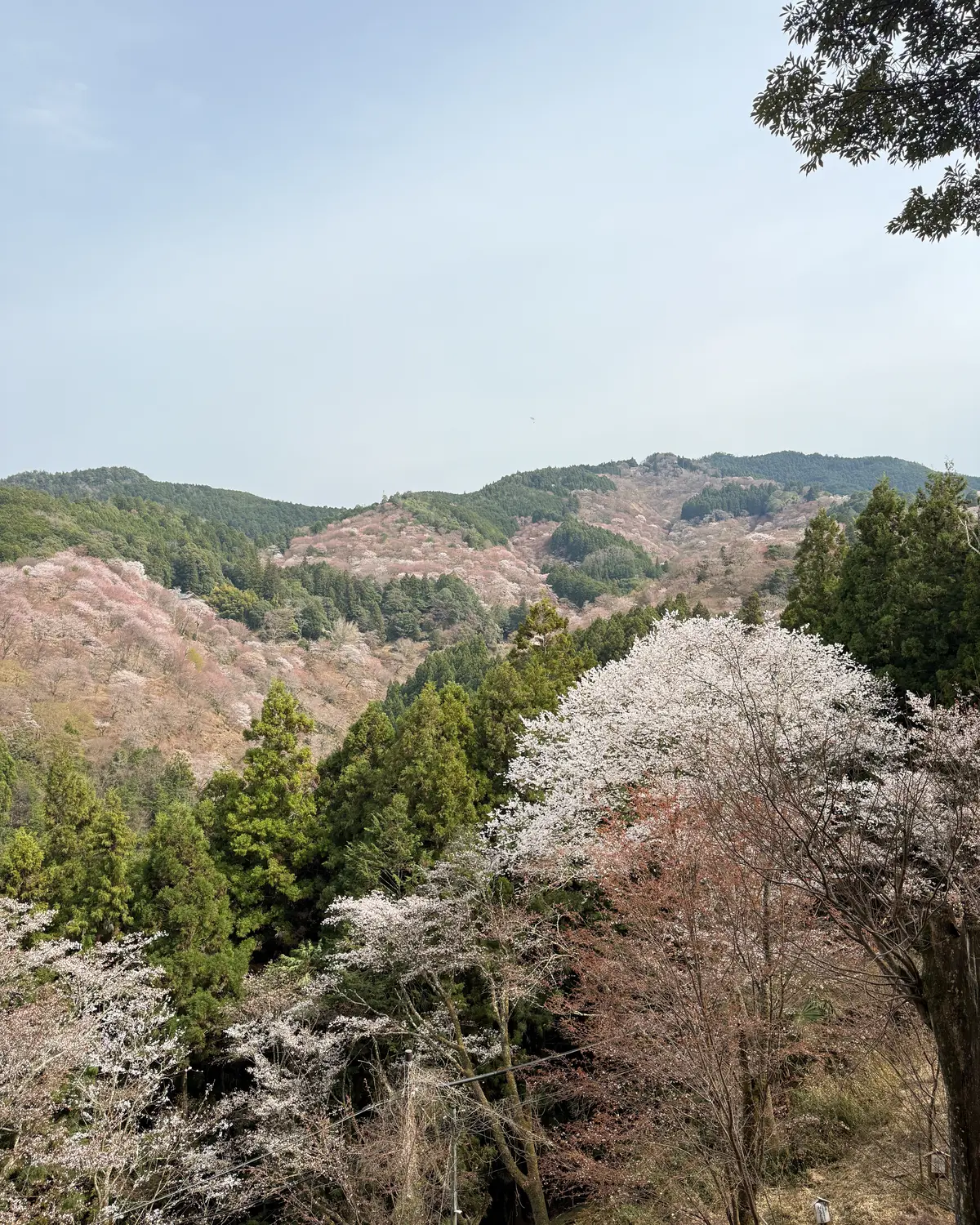世界遺産・吉野の桜の画像_3