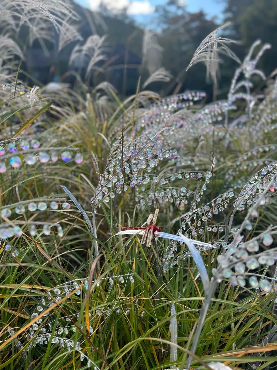 箱根ガラスの森美術館☆秋を探しにの画像_6