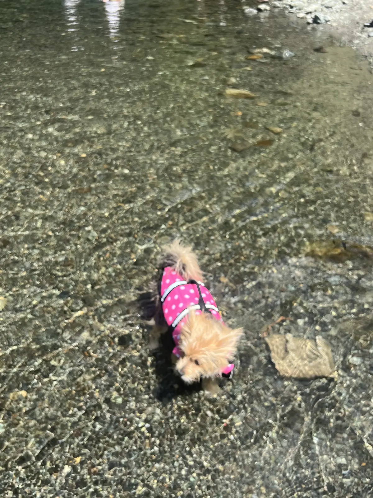 ライフガードをつけていざ川の中へ！