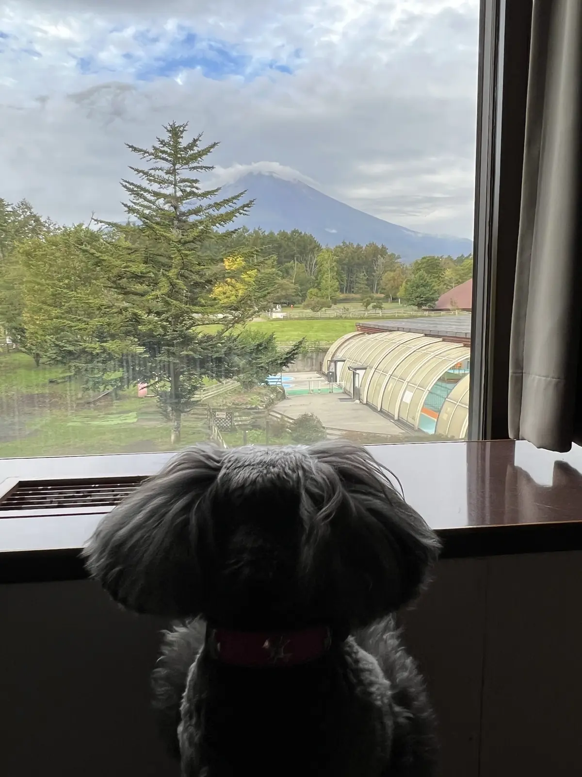 ドッグリゾートワフ