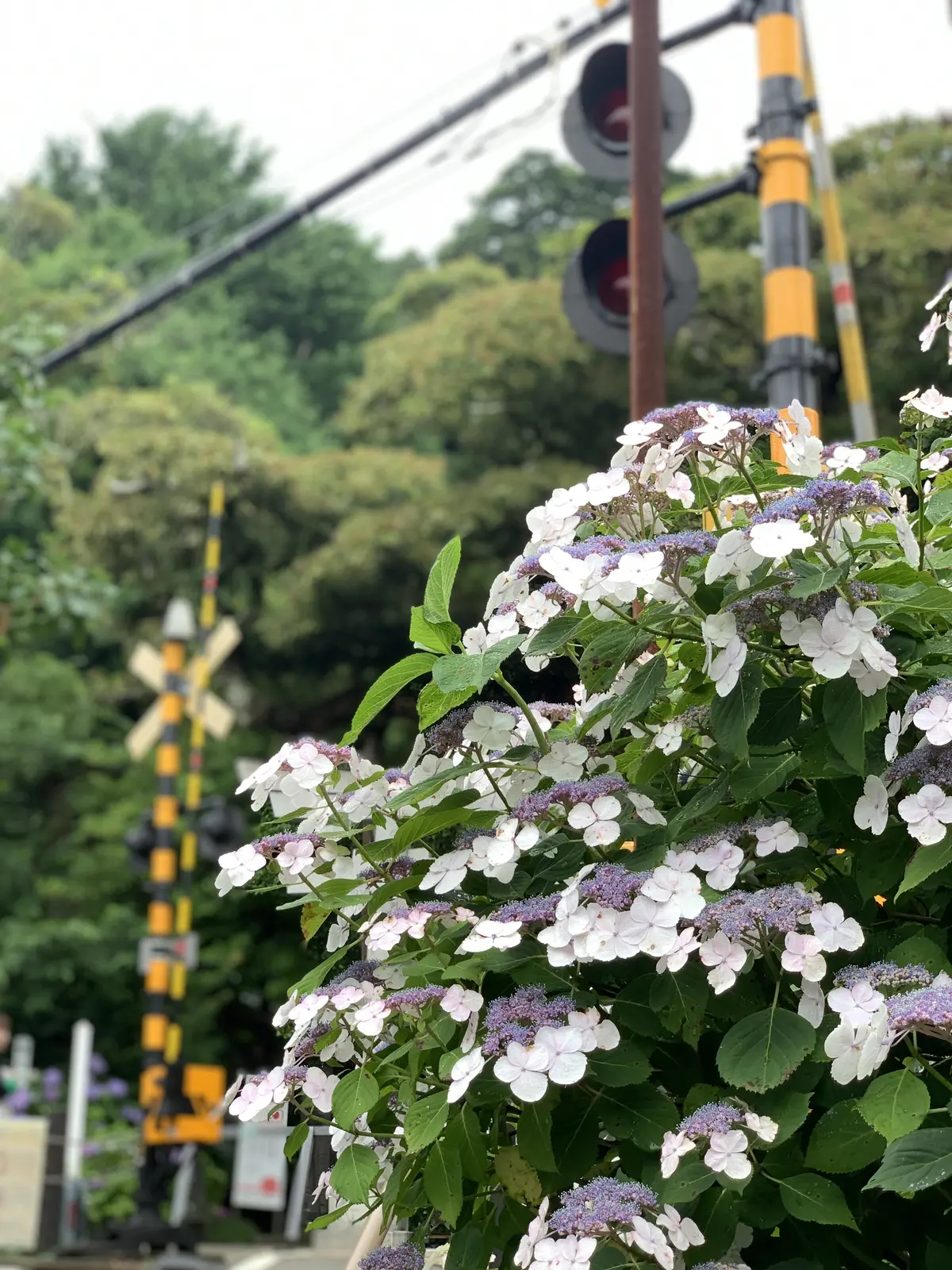 極楽寺／御霊神社の紫陽花 鎌倉あじさい巡の画像_16