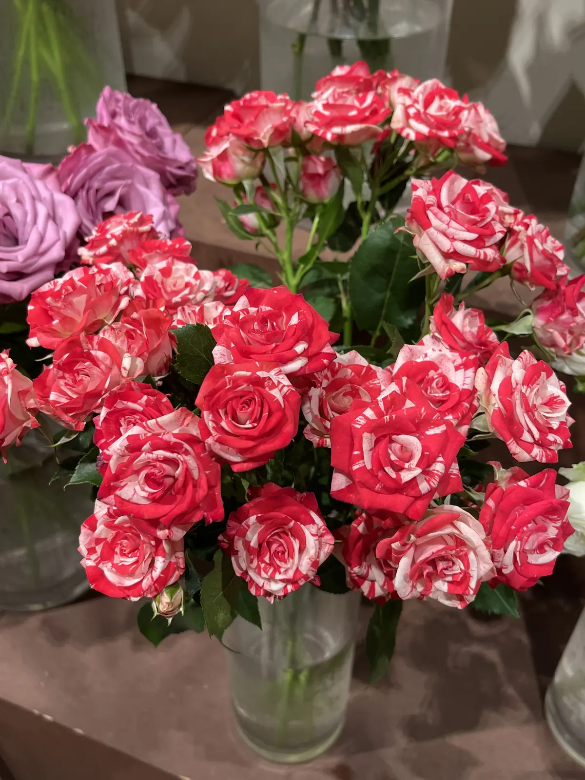 アフリカローズに囲まれての画像_8