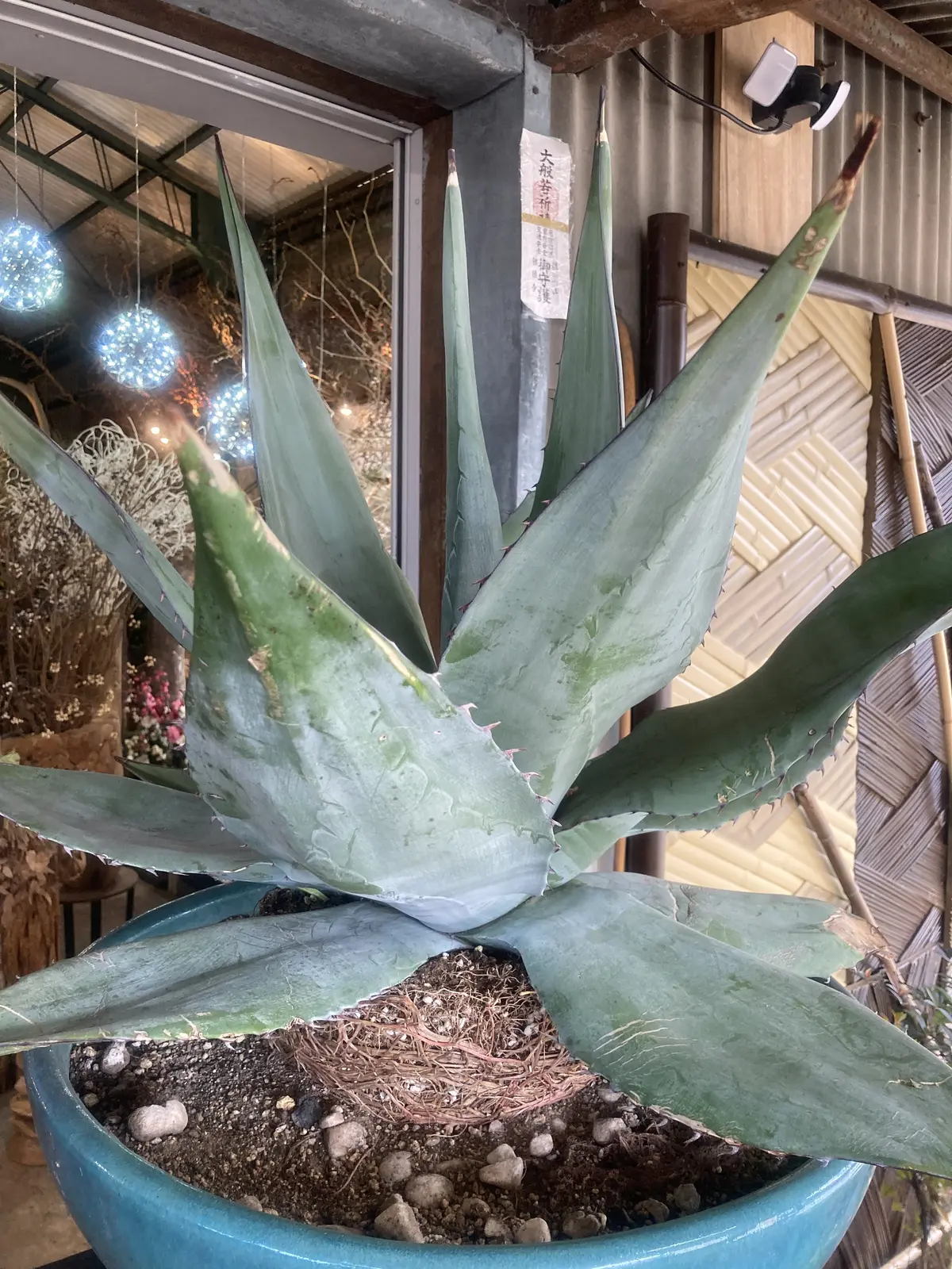 プチ・クリスマス気分を味わいに出かけましの画像_2