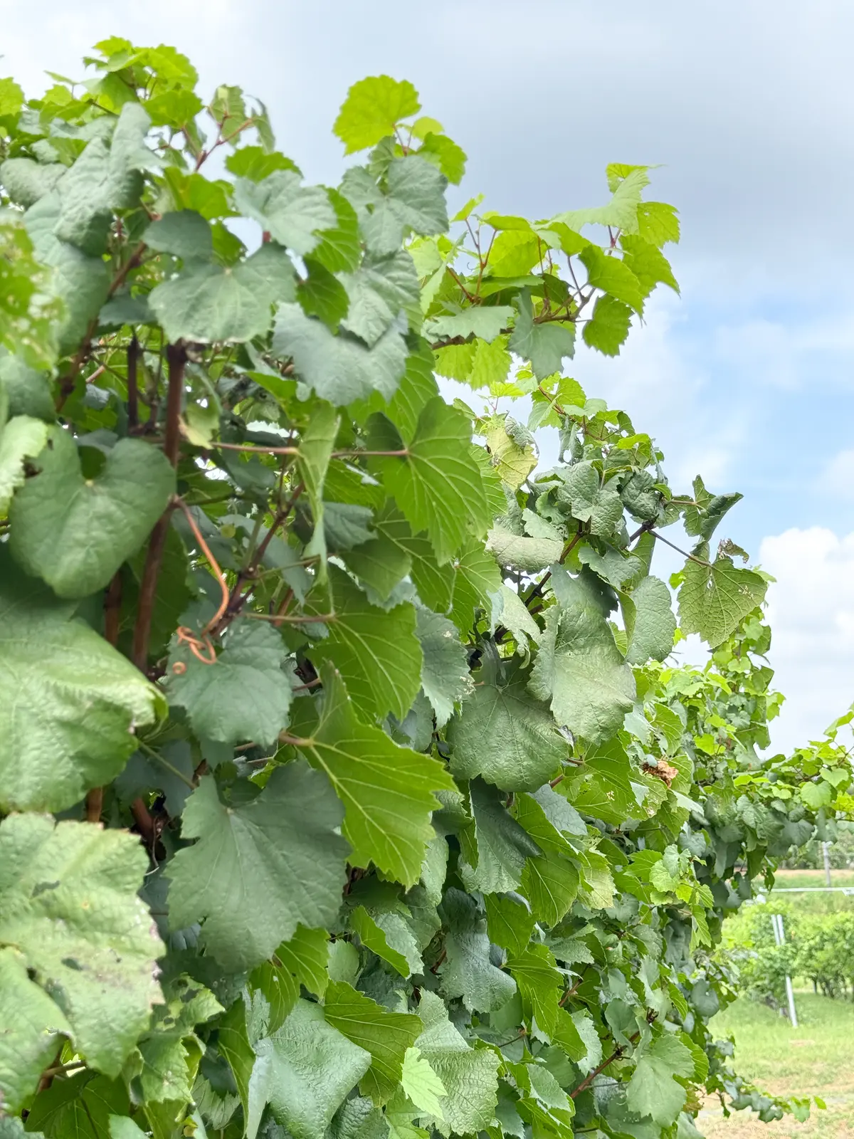 焼き物の街・常滑の、丘の上のワイナリーへの画像_2