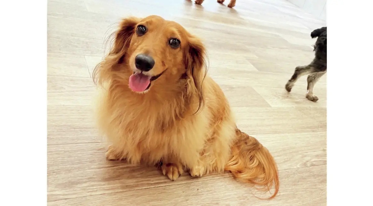 ミニチュアダックスフントの愛犬「タコ」