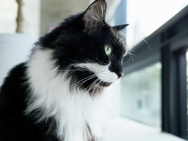 ごま　♂・雑種 9歳