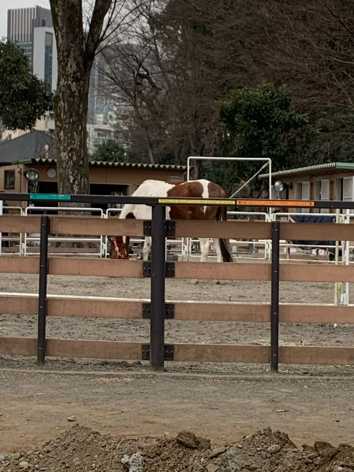 ２年目スタート！の画像_4