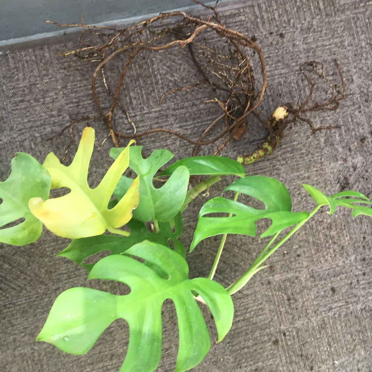 引き抜いたモンステラ。根元曲がってしまってます。