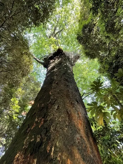 埼玉県川越市の氷川神社の神木