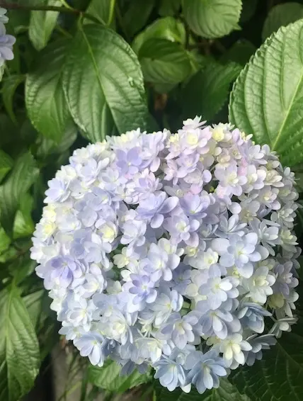 紫陽花の花　白・紫