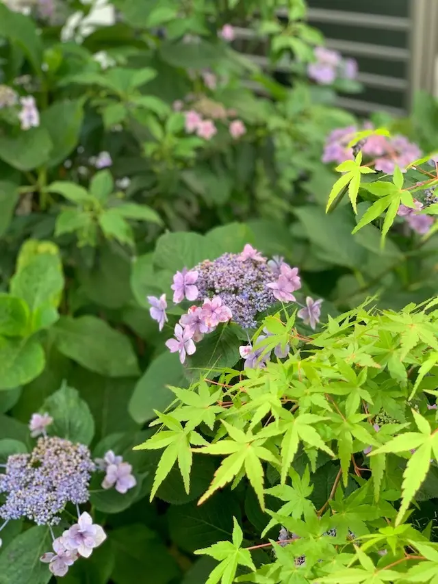 紫陽花　青紅葉　庭　おうち　おうち時間