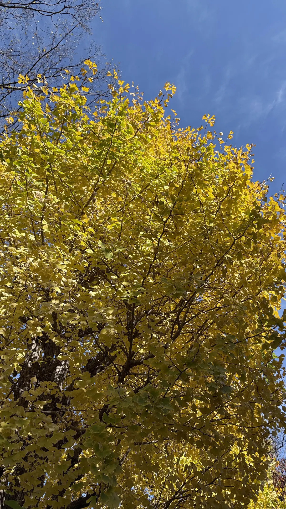 紅葉の色　紅葉　秋の空　空の青さに感動　秋空