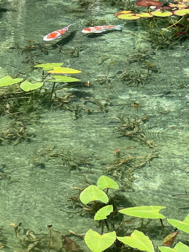 自然の中で過ごすひととき 「モネの池」「の画像_4